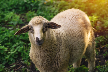 Naklejka na ściany i meble Sheep, domestic farm animal