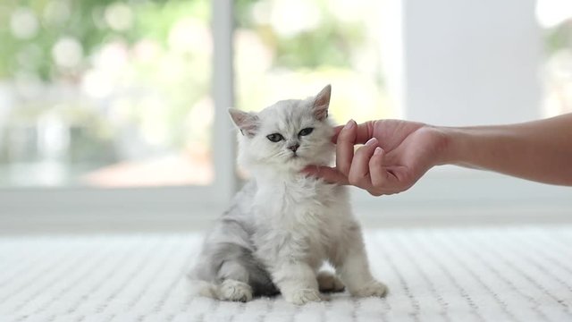 woman's hand petting a kitten head,slow motion6