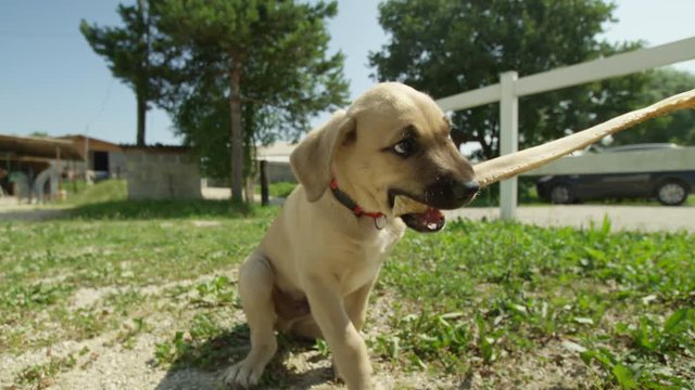 Slow motion, close up, DOF cute little light brown puppy jumping, chewing dog treat and playing with human hand on sunny summer day in the nature