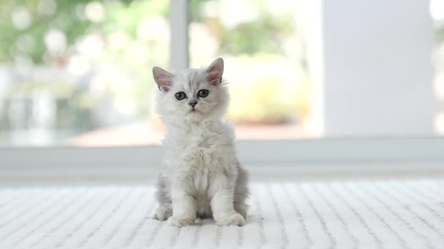 Cute kitten sitting and look at camera1