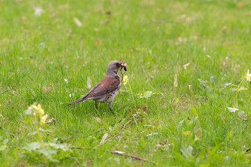 fieldfare with a worm