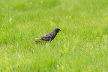 starling on green grass