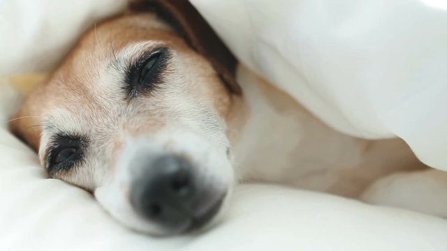 Dog Muzzle snorts and sleeps on a white cozy home bed. Close up big nose.  Video footage. Natural soft light. 