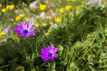 ANEMONE HORTENSIS - ANEMONE FIOR DI STELLA