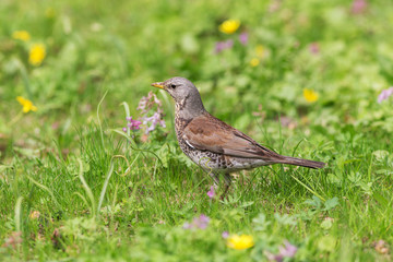 Portrait of a fieldfare