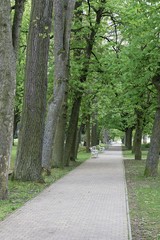 Fototapeta na wymiar Summer day in park with trees and benches
