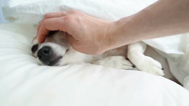 hand of a woman caresses a dog. Sleeps under a blanket on a white bed. Video footage. Natural soft light