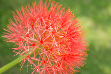 red sphere flower(fireball lily) in courtyard