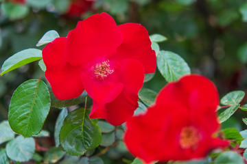Close-up of a red dog-rose in the garden