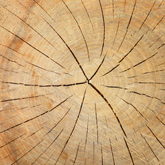 Wood texture of tree stump with cracks in brown tone for background