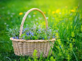 Fototapeta na wymiar Veronica flowers (Veronica chamaedrys) in a basket on the grass