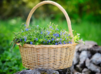 Fototapeta na wymiar Veronica flowers (Veronica chamaedrys) in a basket in the meadow