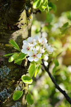 Flowers bloom on a branch of pear in sunlight