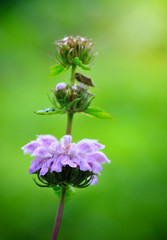Closeup flowers of Phlomoides tuberosa (Phlomis tuberosa)