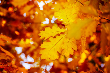 Leaves on the branches in the autumn forest.