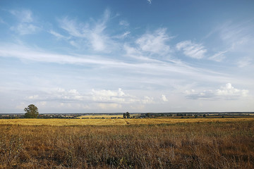 Fototapeta premium In the field rye grows