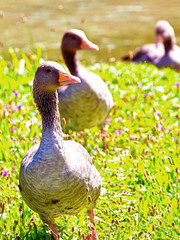 geese outdoor in back light