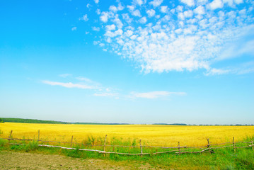 Obraz premium A field of golden wheat and blue sky