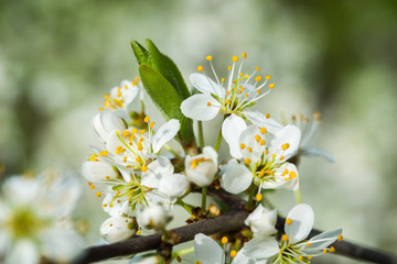 Fruit blossom close-up