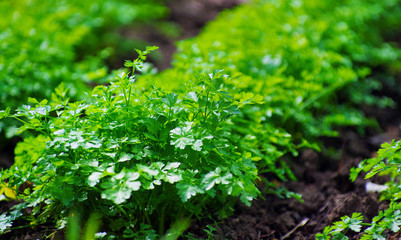 parsley in the garden