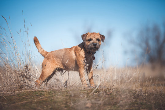 Border terrier