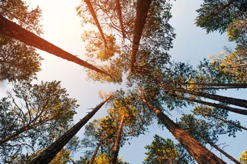 Tops of the pine trees on the background of sky