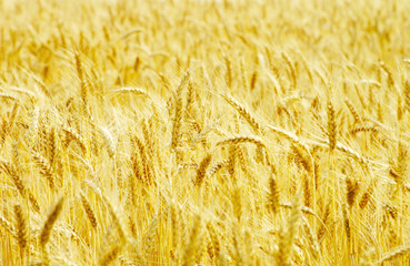 Fields of wheat at the end of summer fully ripe