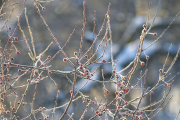 The bird is sitting on a branch