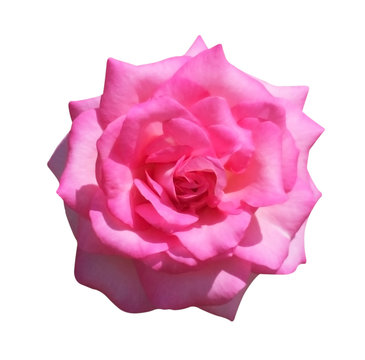 Pink rose isolated on white background, soft focus and clipping path