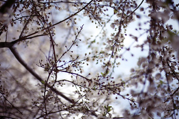 toned background spring tree branches with young leaves sun glare blur bokeh