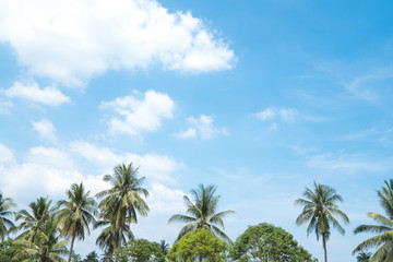 Fototapeta premium Coconut Trees with blue sky on summer in thailand.