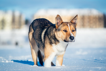 winter dog