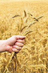 Human hands hold wheat in a golden wheat.