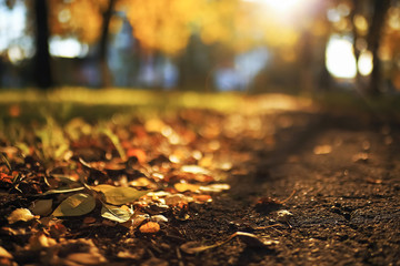 Sunny weather in autumn park