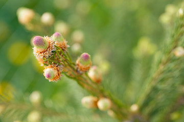 Young sprouts on a branch of a coniferous tree. Selective focus.