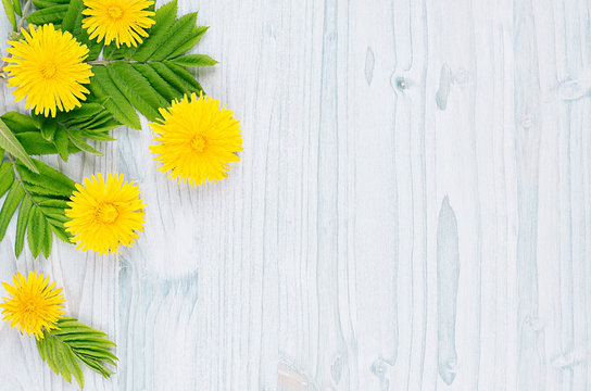 Fototapeta Decorative spring frame of yellow dandelion flowers and green leaves on light blue wooden board. Copy space, top view.
