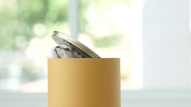 Cute kitten palying in a cylinder box,slow motion5