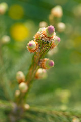 Young sprouts on a branch of a coniferous tree. Selective focus.