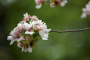 Growing flowers in a park in the spring