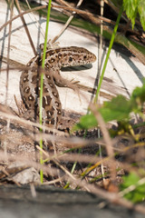 Weibliche Zauneidechse (Lacerta agilis)