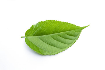 Fototapeta na wymiar Leaf isolated on white background
