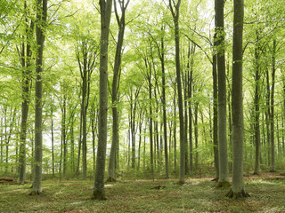 Beech wood landscape in spring