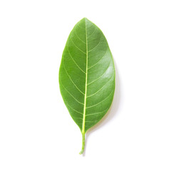 Leaf isolated on white background