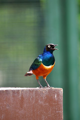 Superb Starling