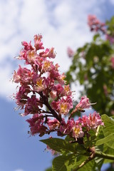 rote kastanienblüte