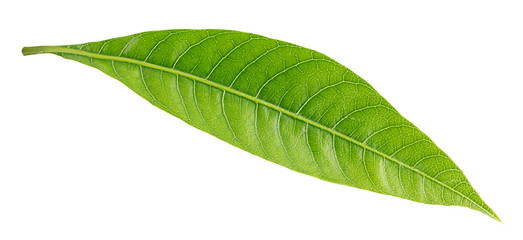 Fototapeta premium Mango leaf