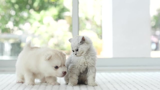 Cute kitten and puppy playing together,slow motion