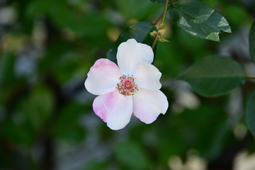 Fototapeta na wymiar rose garden