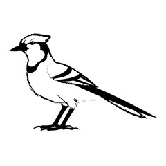 bird natural feather fauna animal vector illustration