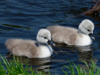 Mute Swan&nbsp;- Cygnus olor